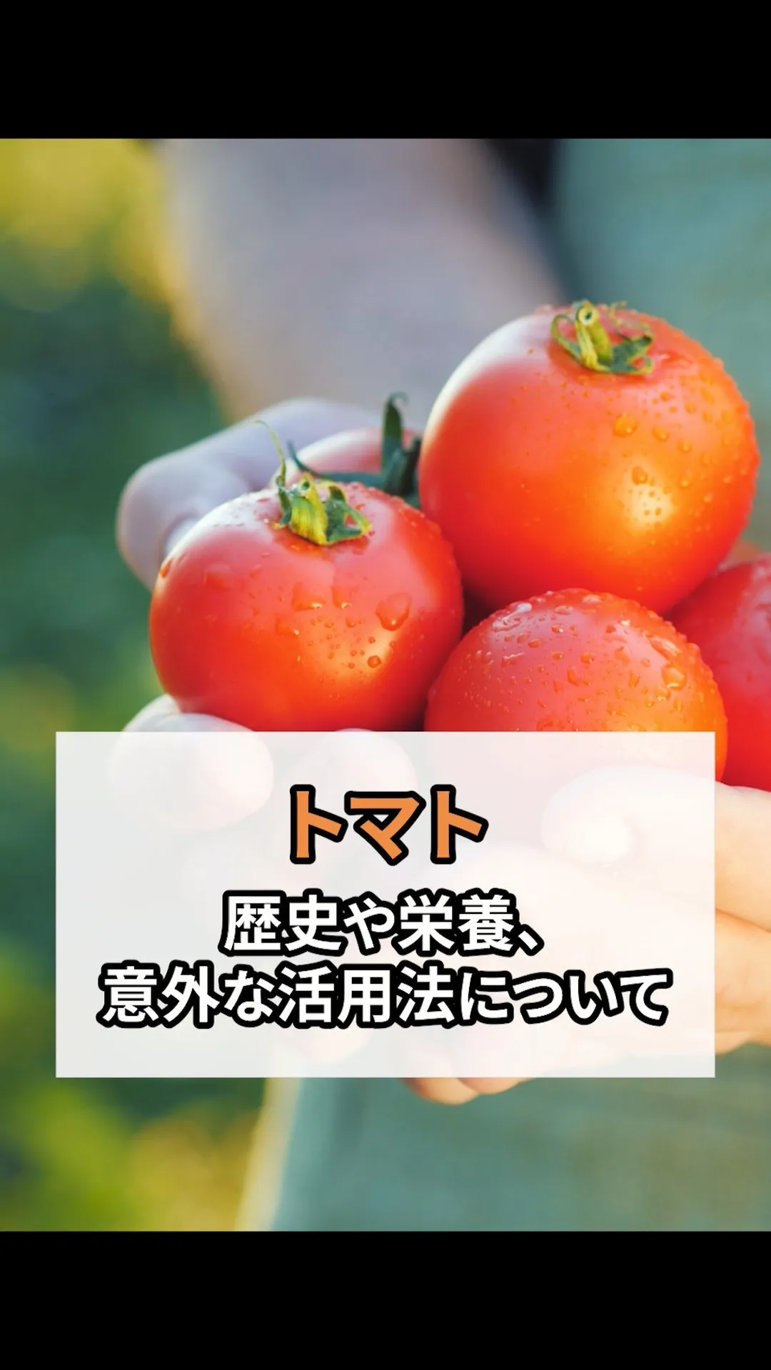普段何気なく食べているトマトには